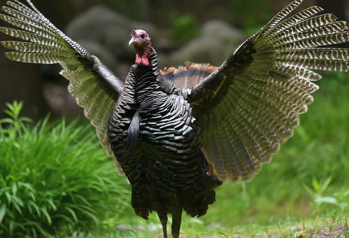 a wild turkey