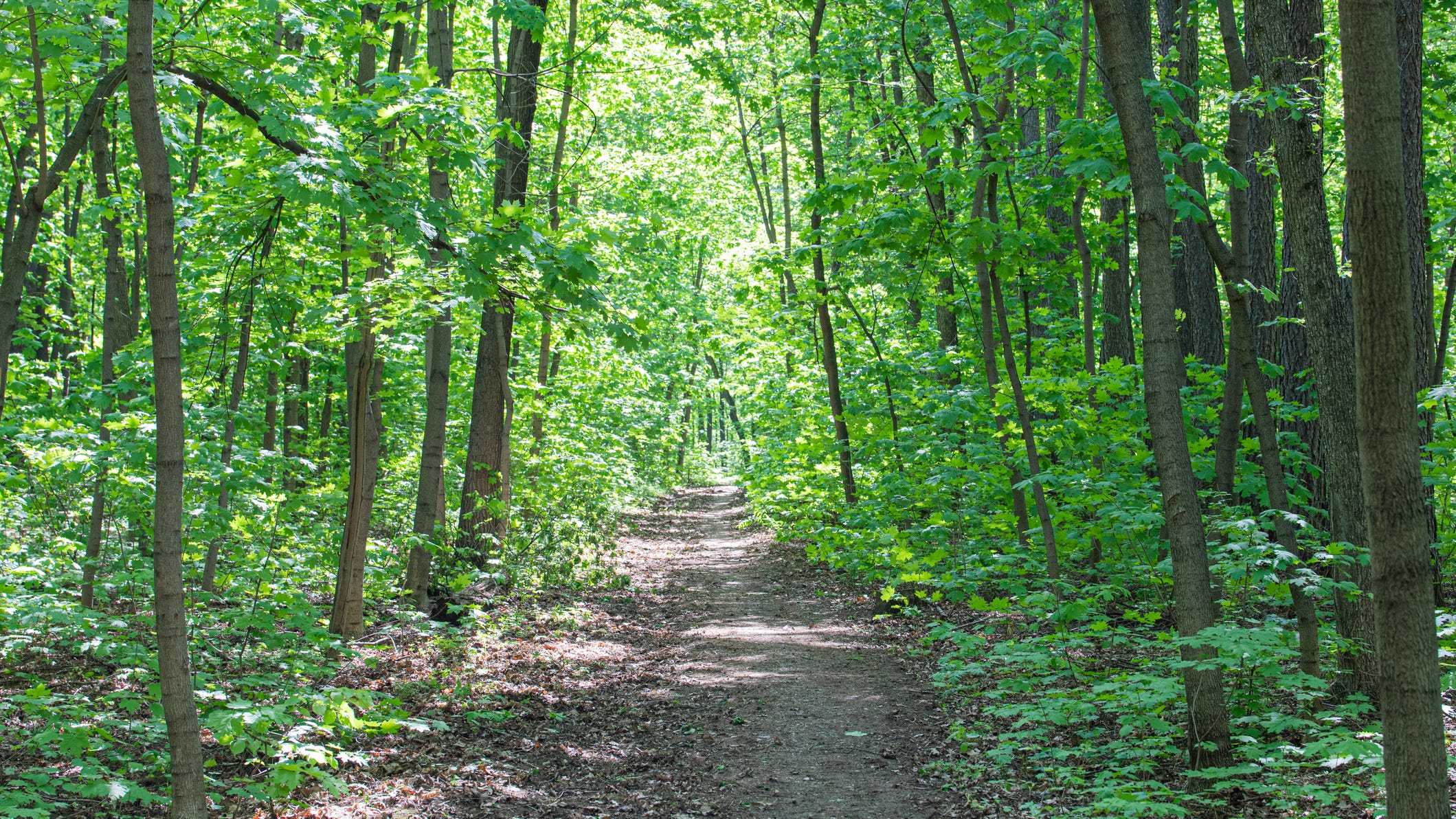 Neighbors rally at parks conference over removal of trees in Cobbs Creek