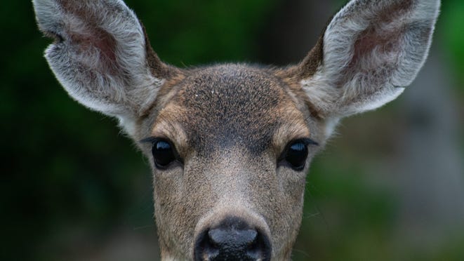 Mysterious headless deer carcasses in SW Michigan sparks concern from community; DNR says nothing to fear