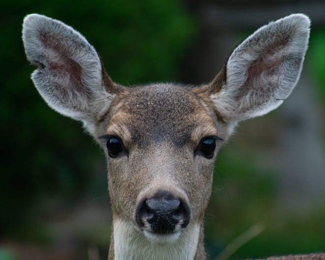 Dead deer on the side of the road is a common occurrence across the state, but residents living in southwest Michigan became concerned when not one, not two, but several decapitated deer carcasses were spotted across several areas.