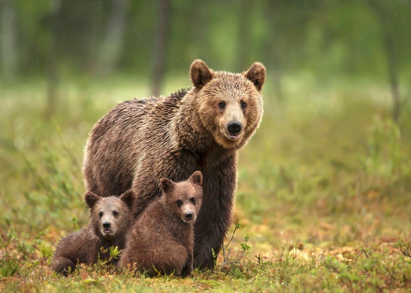Grizzly bear. 