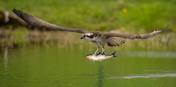 Osprey