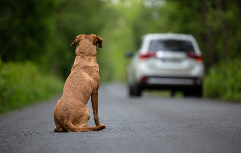 dog in road