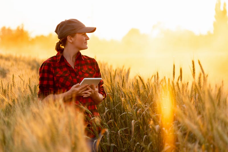 A woman farmer examines the field of cereals and sends data to the cloud from the tablet. Smart farming and digital agriculture.