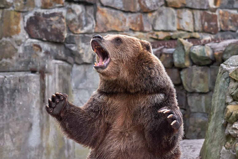 Brown bear roaring