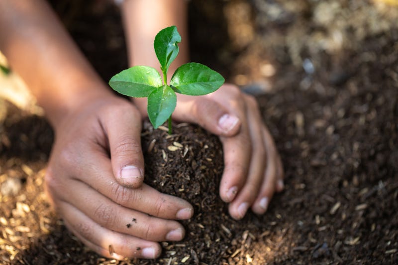 plant a tree
