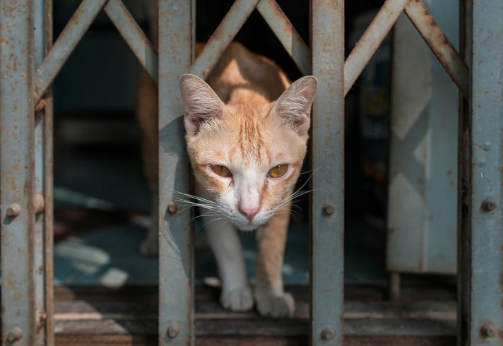 Cat at airport