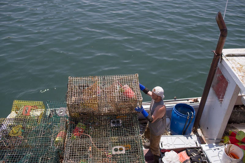 Mason Plummer loads lobster traps onto the boat before heading out into the Gulf of Maine to set them on July 05, 2019 in Stonington, Maine. 