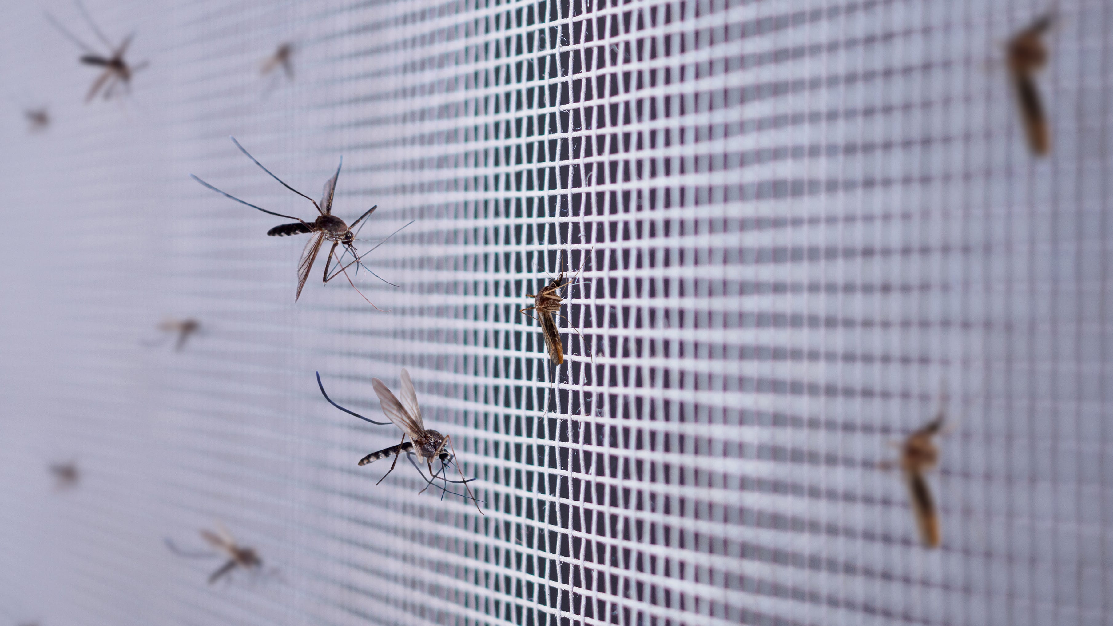 US cities brace for mosquito invasion ahead of Labor Day