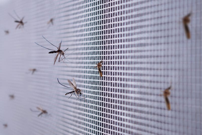 Mosquitoes on a screen window.