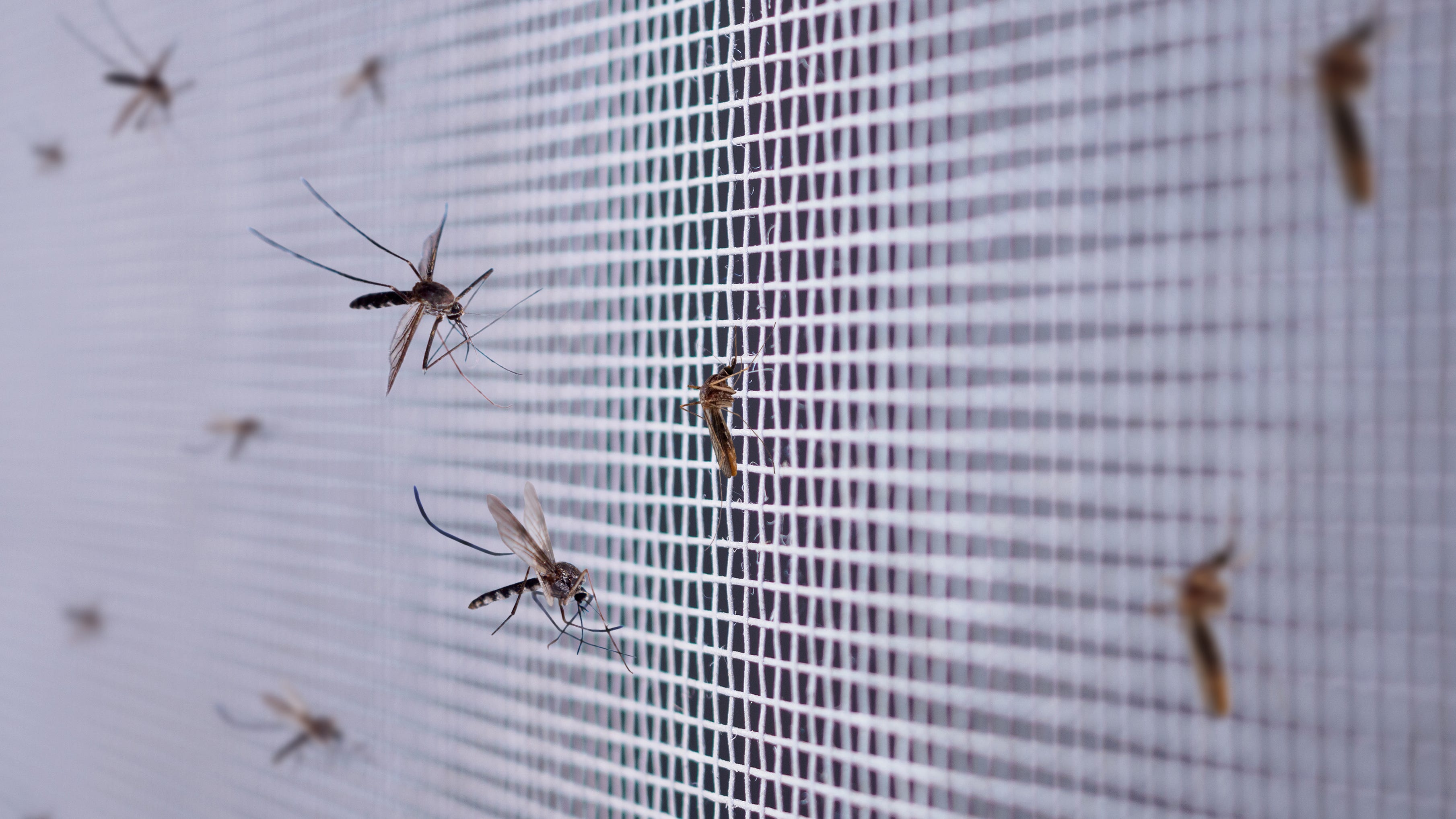Mosquitoes carrying West Nile virus found in Riverside County