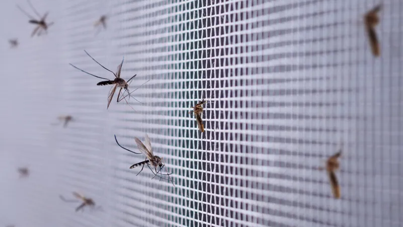 U.S. cities brace for mosquito invasion ahead of Labor Day