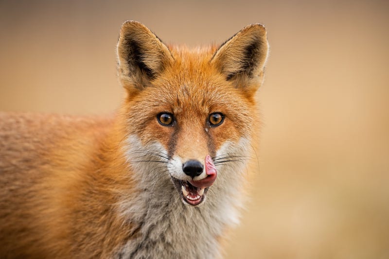 fox found in Grand Prairie area may have rabies