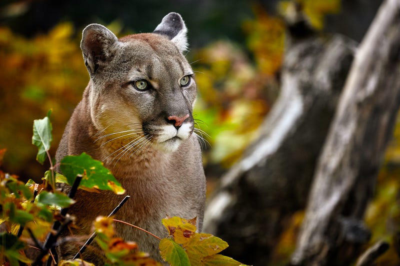 North American mountain lion in the woods.