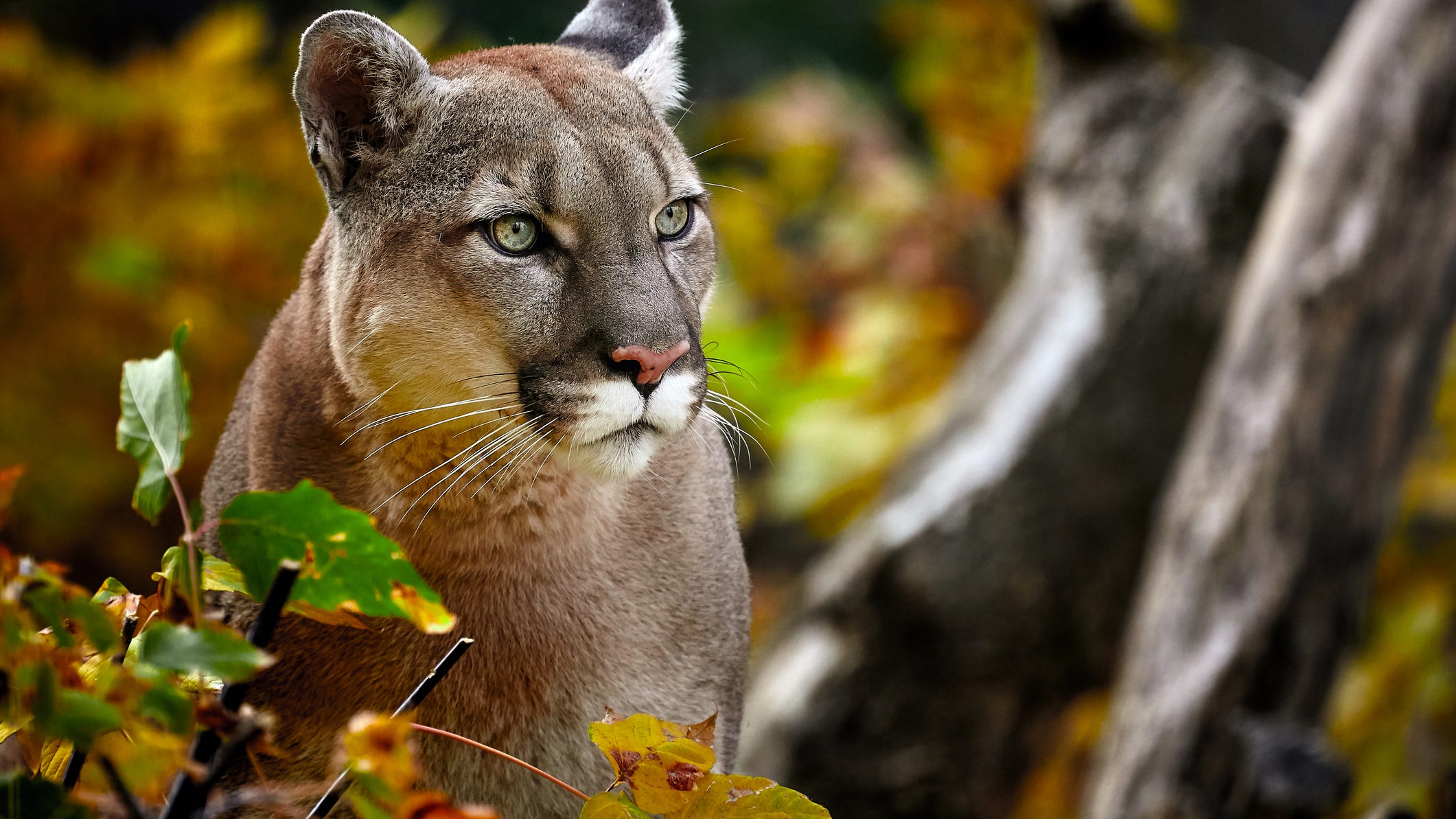Affluent Bay Area town blocks affordable housing because of mountain lions