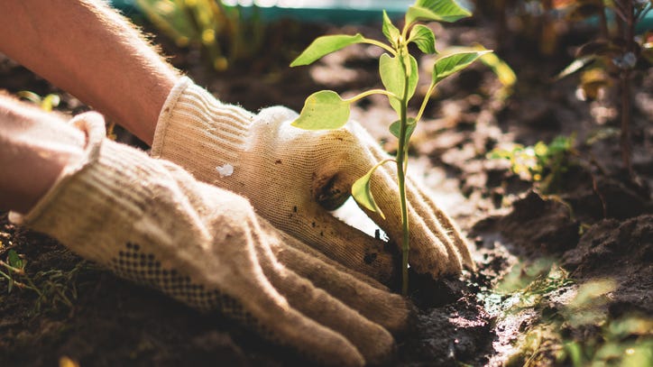 5 easy ways to make your gardening more eco-friendly this summer