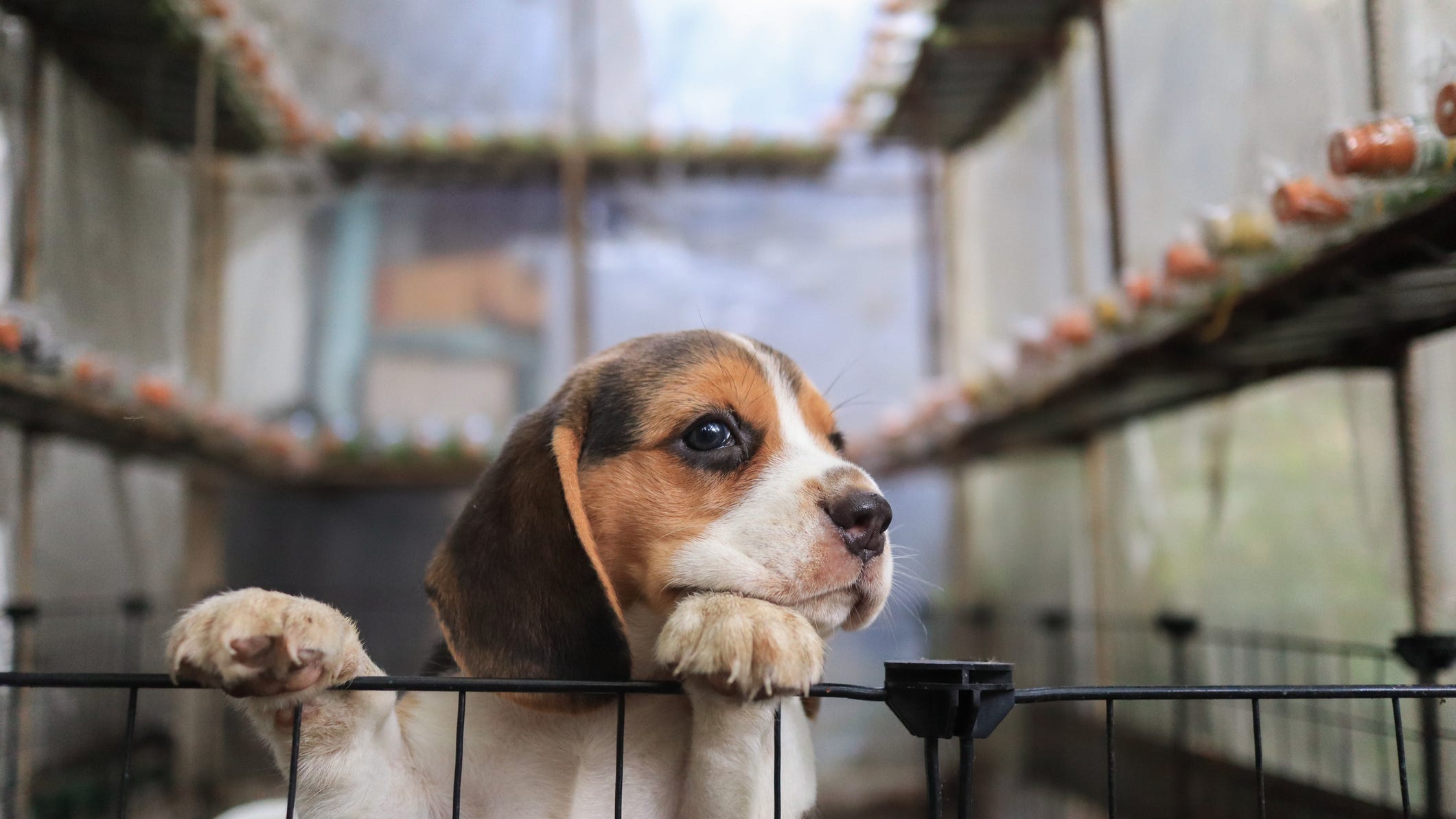 Michigan bill looks to place research animals up for adoption rather than 'unnecessarily euthanizing'