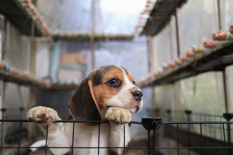 A petition was proposed in Michigan legislature this week by owners of former laboratory beagles in an effort to make adoptions of research animals easier for potential adopters.