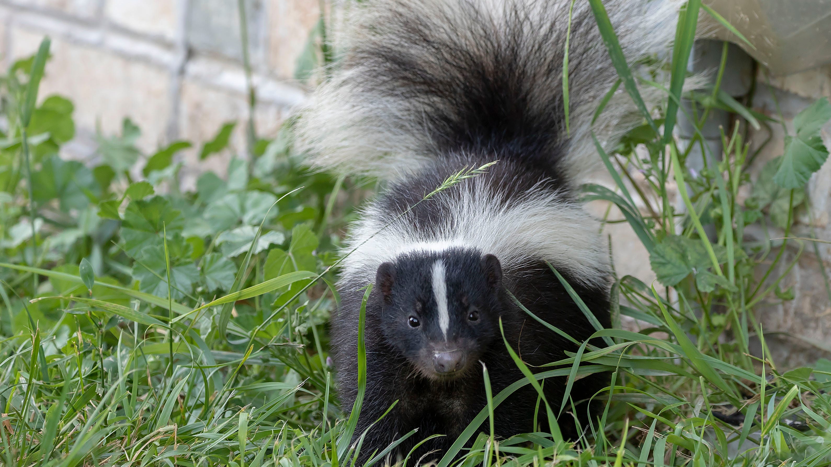 Michigan has confirmed 30 cases of rabies in animals so far this year, including 11 in Metro Detroit