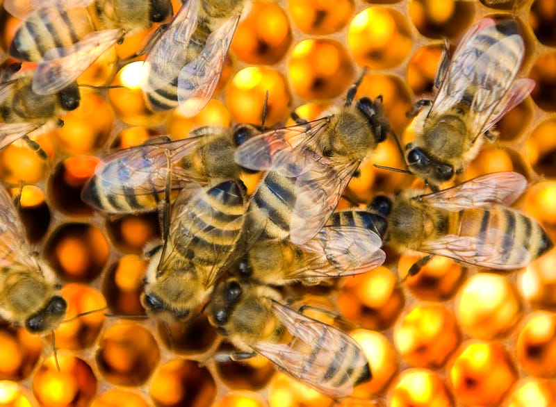 Male drones tend to honeycomb cells in a bee colony run by Adam Finkelstein and Kelly Rausch who are are raising super hardy queen bees to defeat colony collapse disorder and other ailments facing the honeybee in Frederick, Maryland, on Nov. 6, 2011.