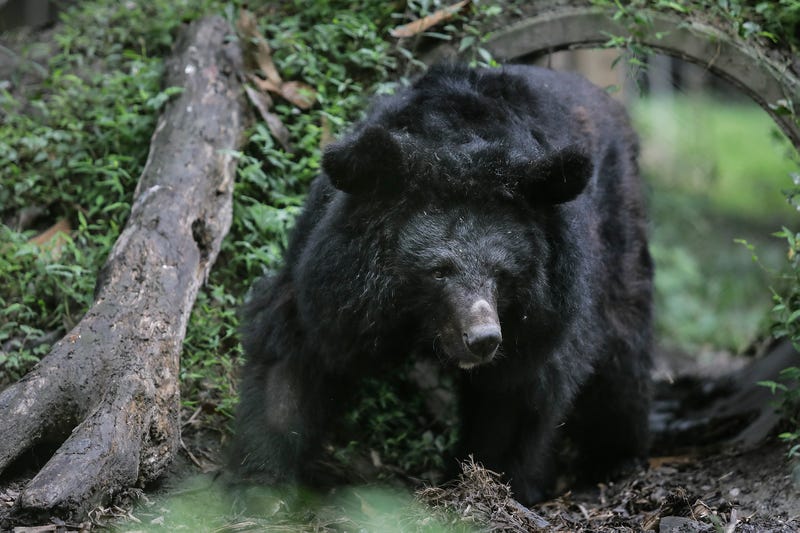 Black bear