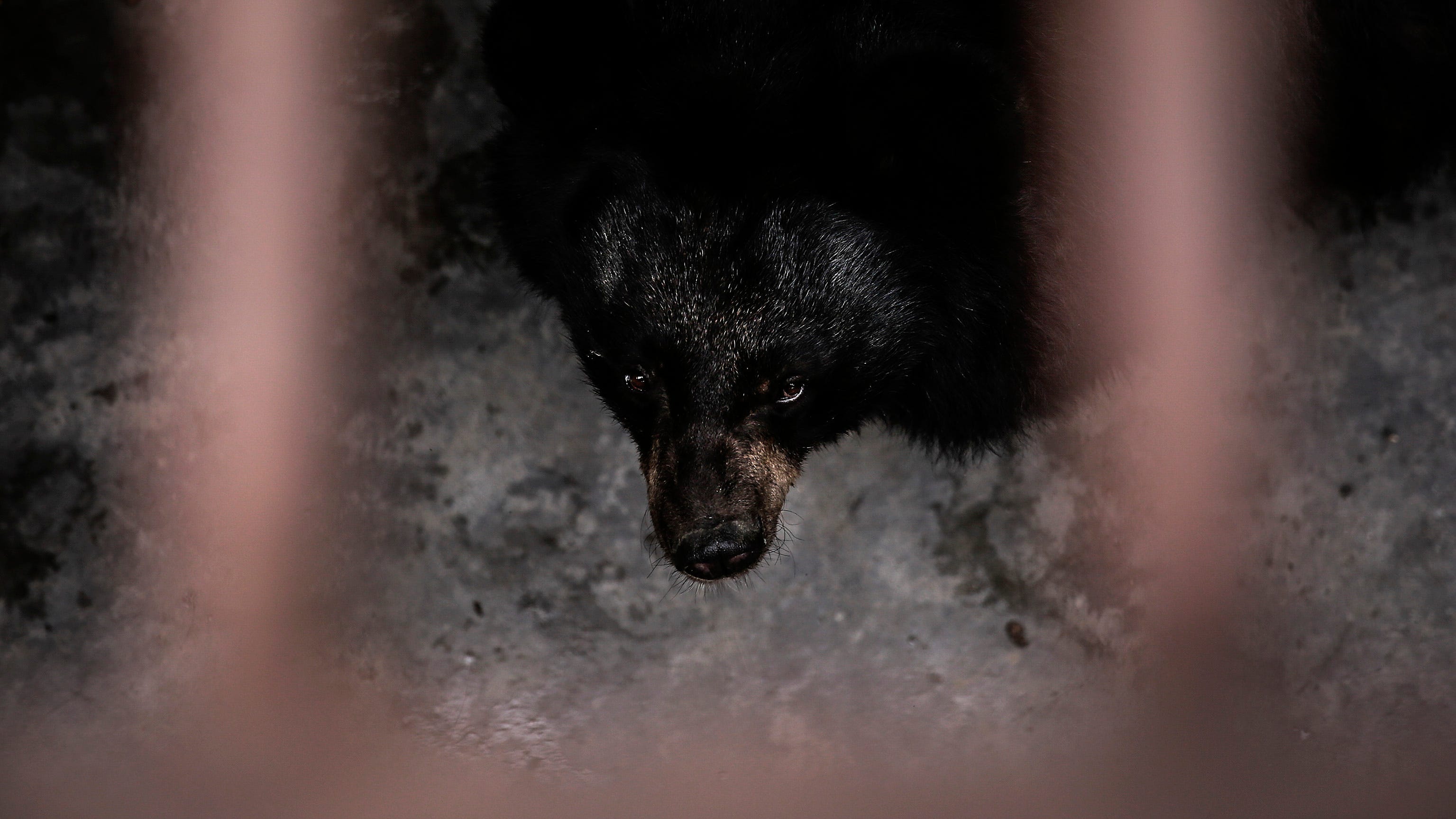 'I'm definitely going to look down in the hole next time': Woman survives outhouse encounter with bear