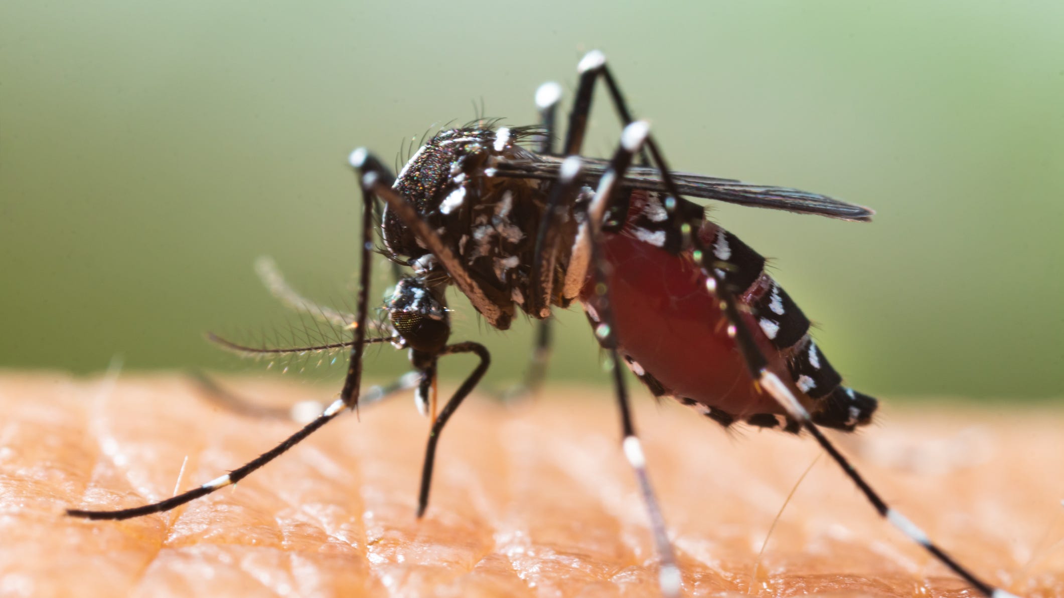 Large, invasive mosquitos that thrive on human blood pop up across the country