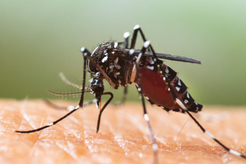 Aedes mosquito.