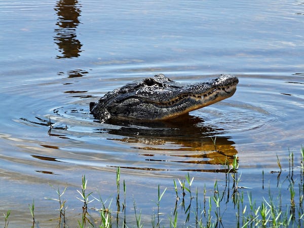Alligator poking its head out of the water