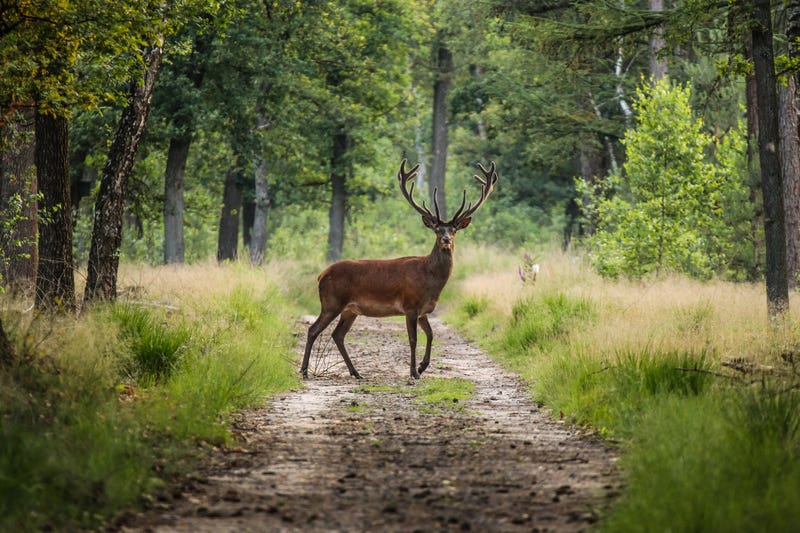 Deer