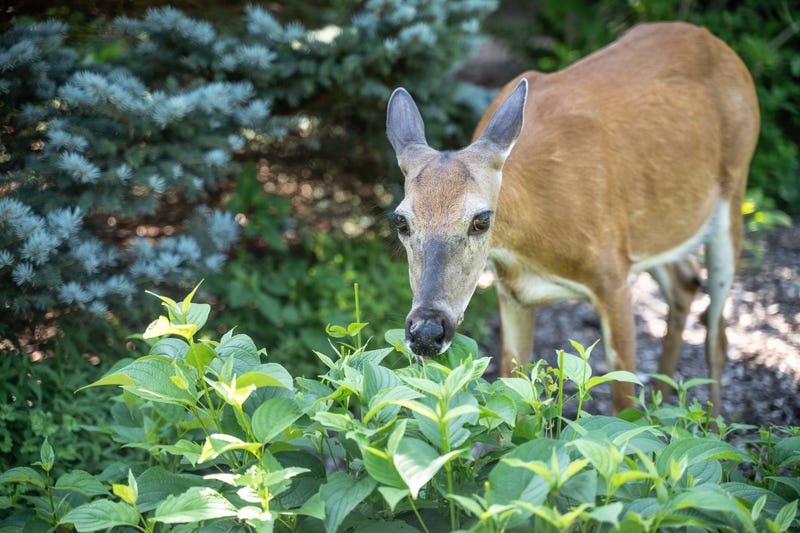 Deer eating a plant