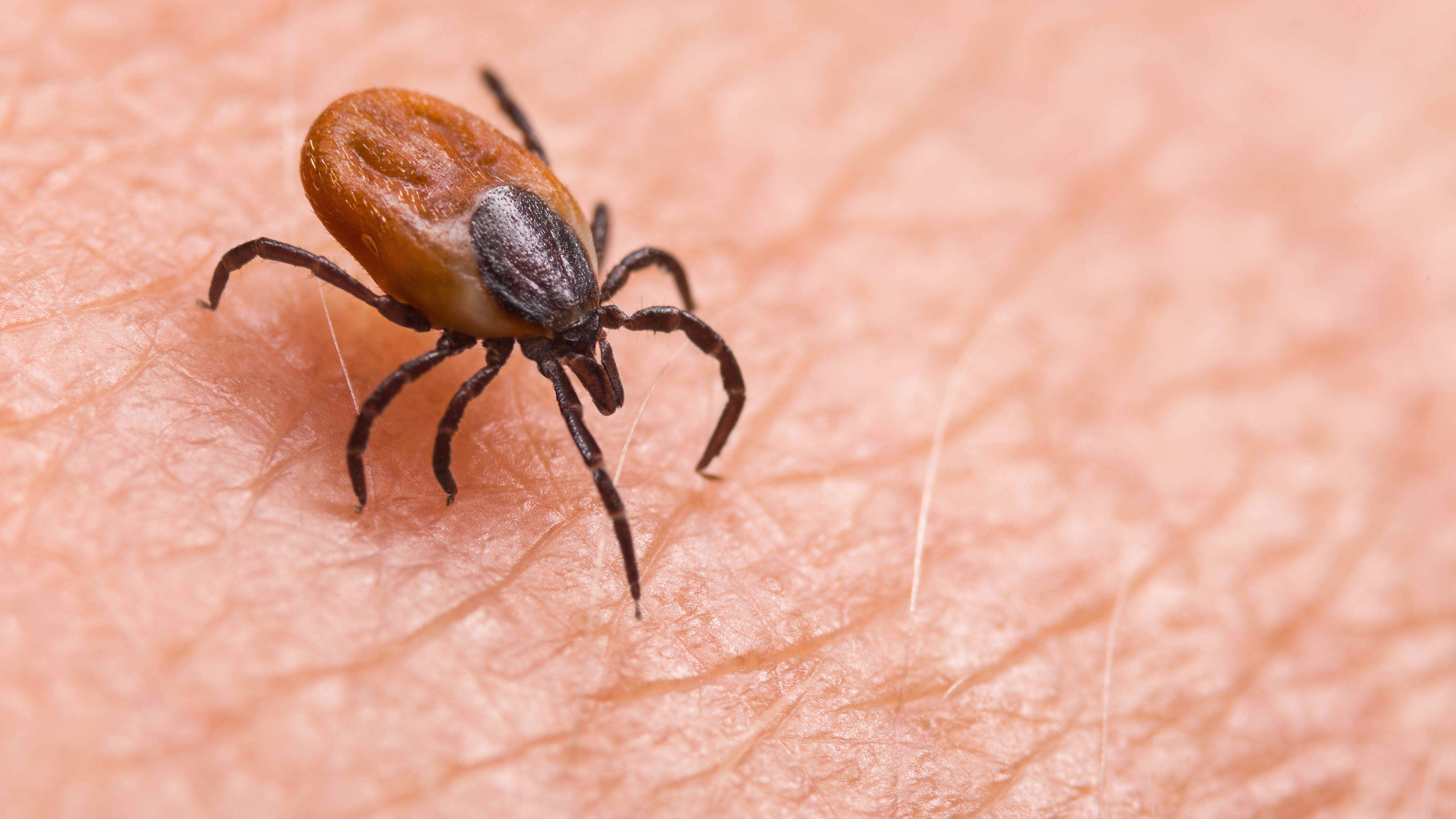 In-depth: Concerns mount over tick population in Western New York