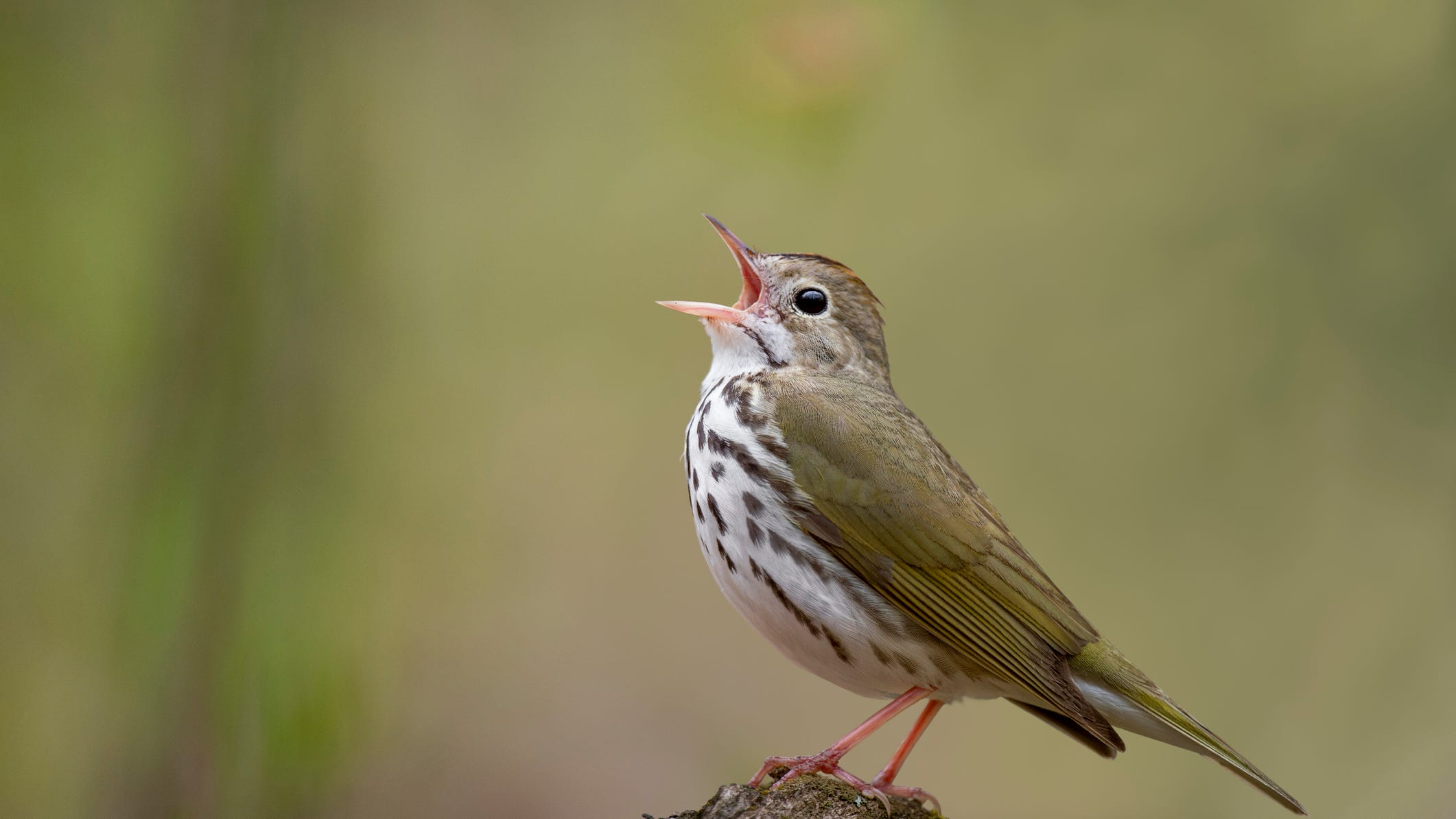 Ovenbird, in rare San Francisco trip, spotted at Salesforce Park, Bernal Hill