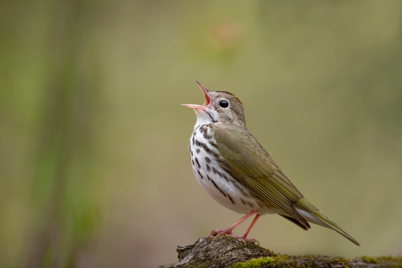 A New World warbler which typically nests east of the Rocky Mountains, the ovenbird was first spotted downtown at Salesforce Park on Oct. 11, according to spottings listed on the crowdsourced birdwatching website eBird.