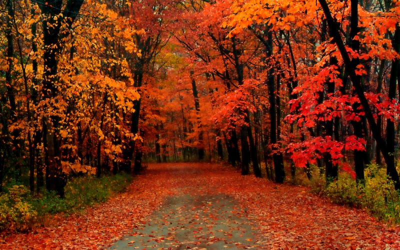 Road covered with autumn leaves