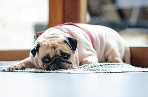 Yelling At Dogs Can Cause Them Long-Term Trauma, Study Says