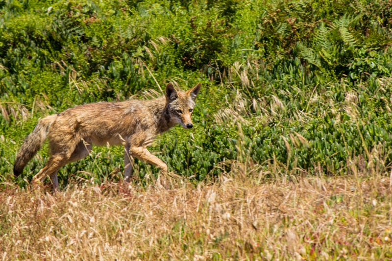 A coyote in total freedom in Marin Headland near San Francisco.