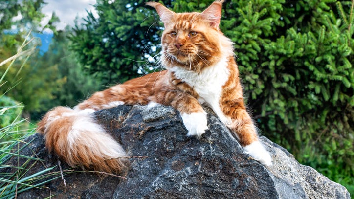 World’s Oldest Cat Dies at 31