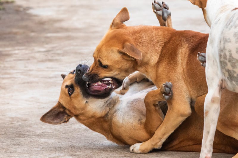 Two dogs on attack again in Palatine, this time allegedly killing 1 dog while injuring another and biting owners 