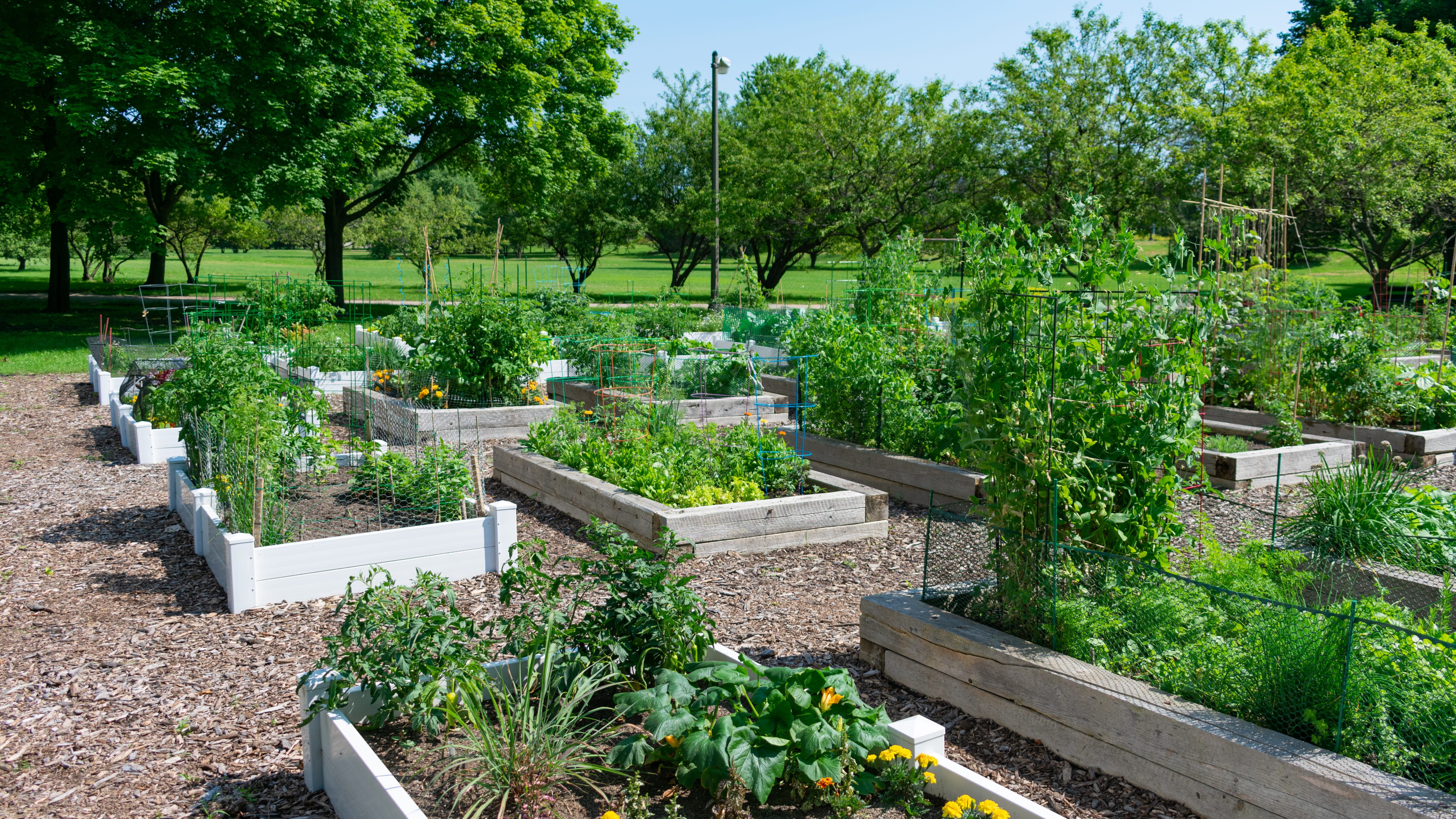 City Council could allow Chicagoans to sell fresh produce straight from community gardens