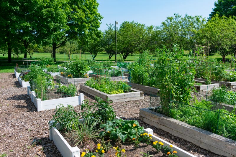 Community Garden