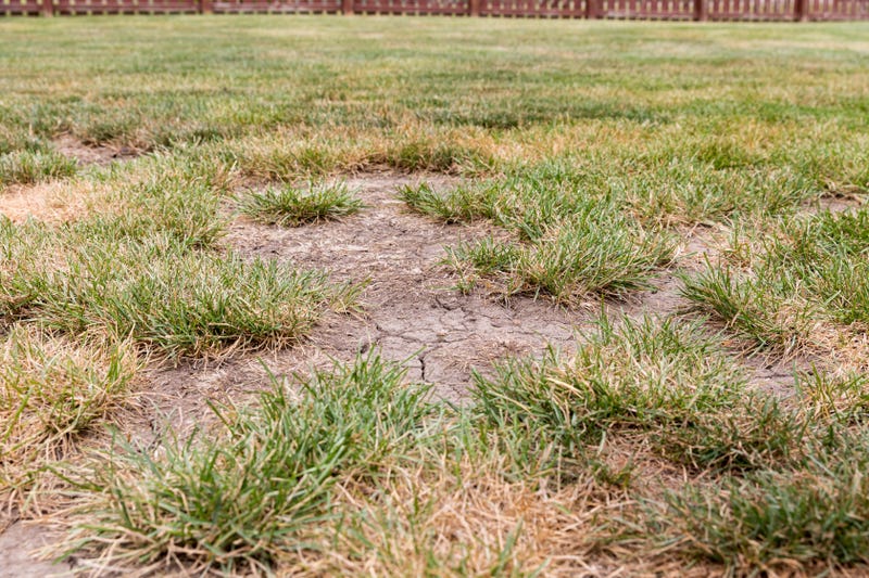 Drought, Minnesota, Lawn