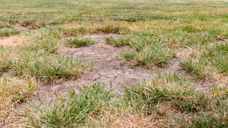 Dead grass, bare spots and cracks in soil of lawn due to dry, hot weather