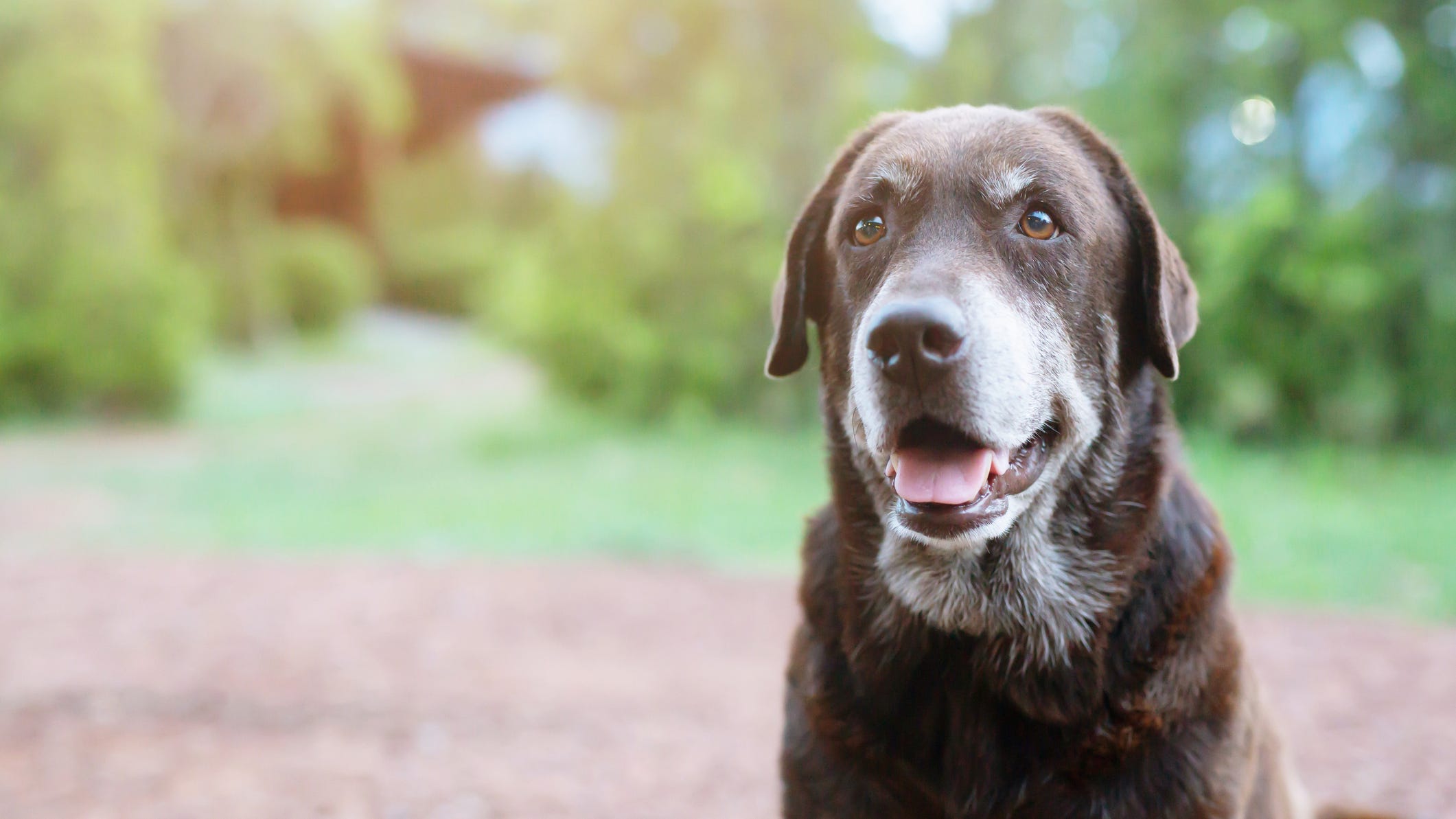 Woman reunited with her lost dog after nearly a year apart