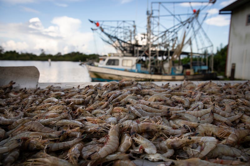 Shrimp boat 