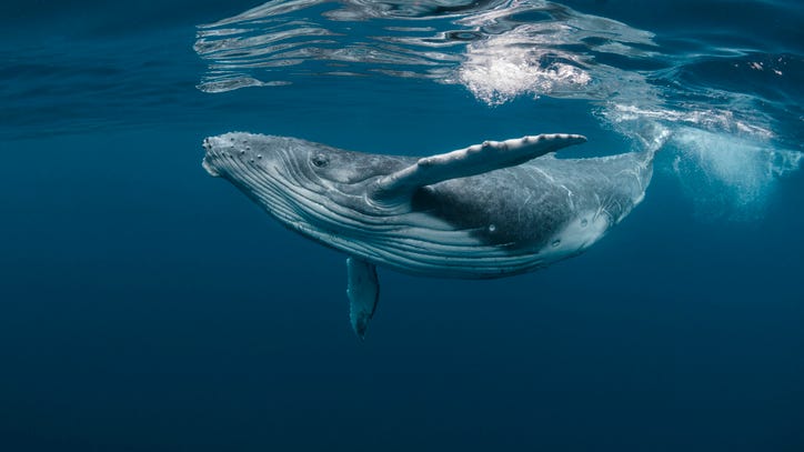 Study: humpback whales don't sing as much as they used to