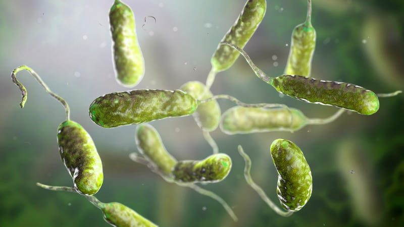 Bacterium Vibrio vulnificus