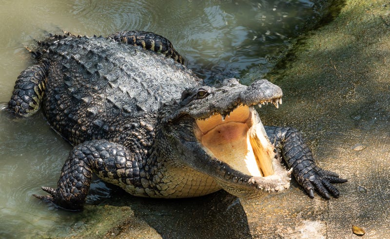 Crocodiles on the loose