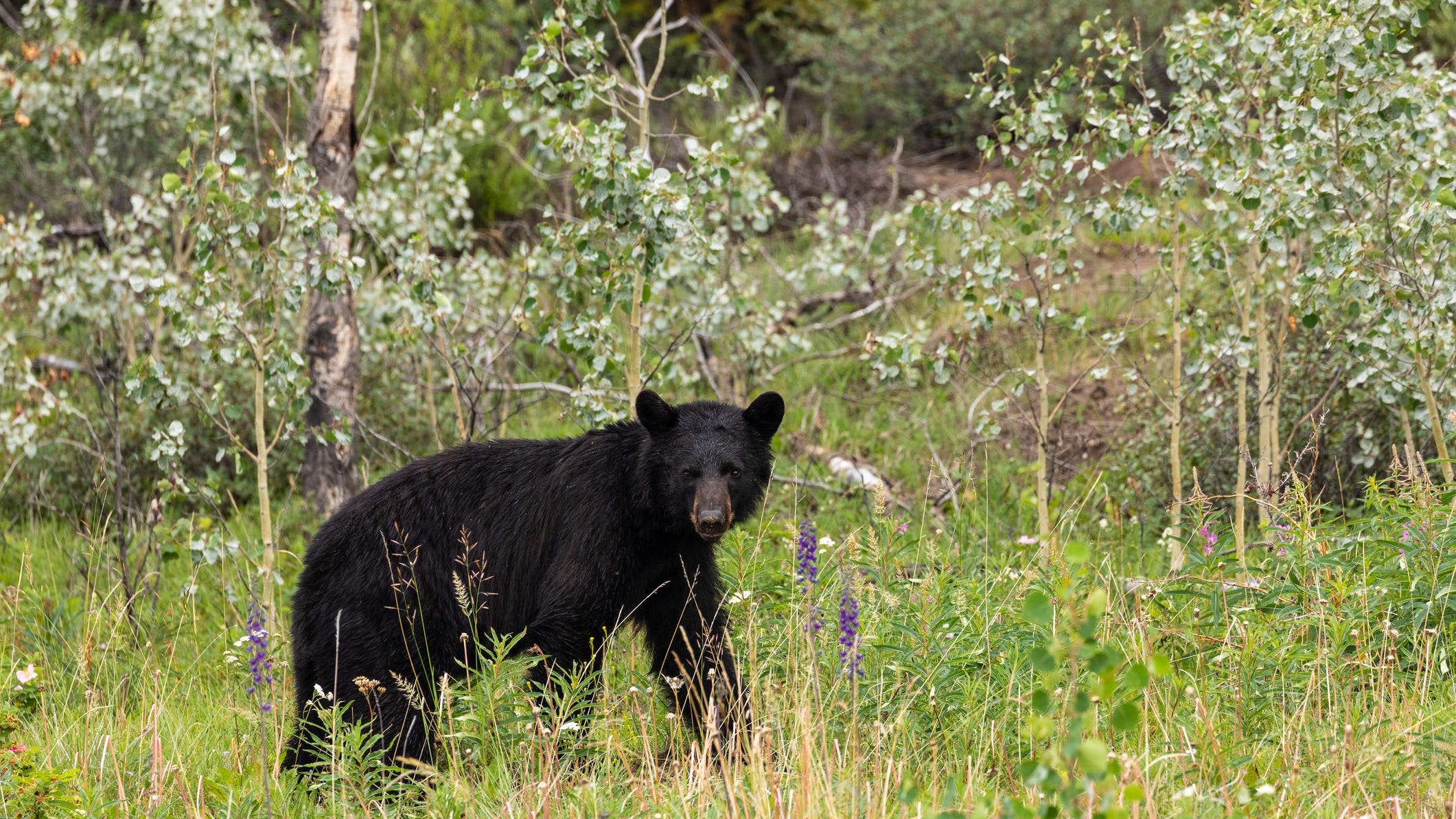 Pa. black bear hunt nets more than 2,200 so far; biggest more than 600 pounds
