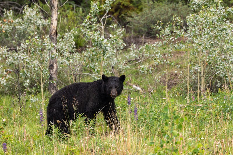 A black bear.